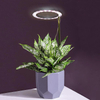 Upgraded Angel Halo Ring Table Plant Grow Light Second Generation, 48 Beads